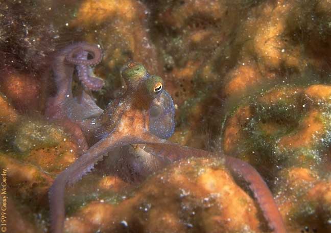 Octopus rubescens